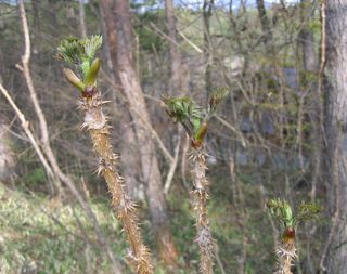 蓼科に生えるタラの芽 08.5.8