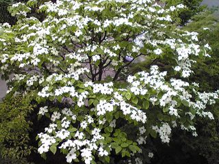 庭の花水木 08.5.4