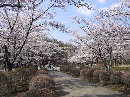 聖光寺正面の桜 08.4.30