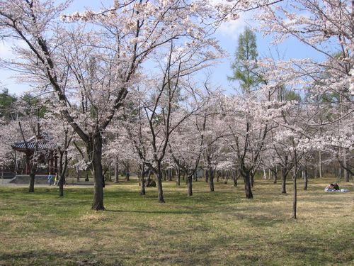 The last sakura in the main island of Japan / Shokoji Temple