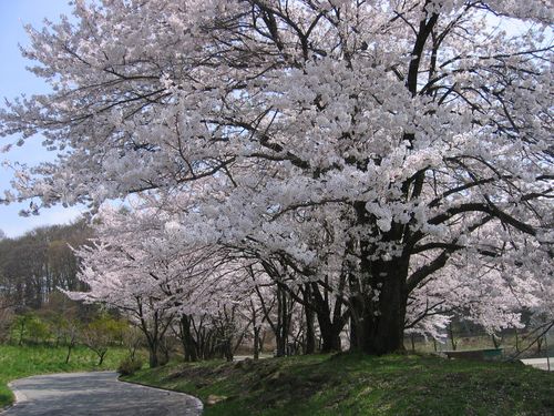 茅野市運動公園の桜 08.4.23