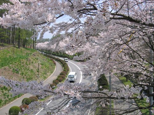 運動公園の道路と桜 08.4.23