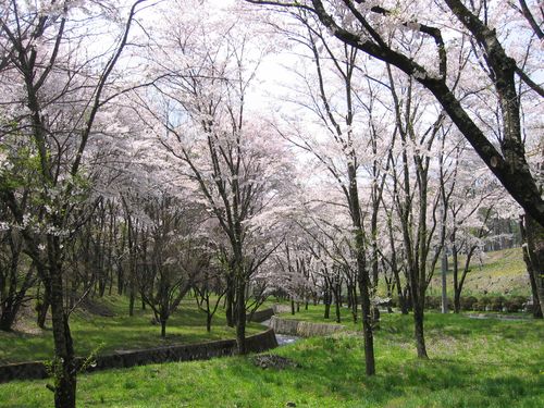 運動公園の小川と桜　08.4.23