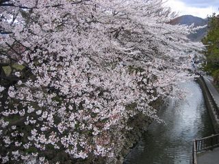 諏訪高島公園お堀の桜 08.4.19