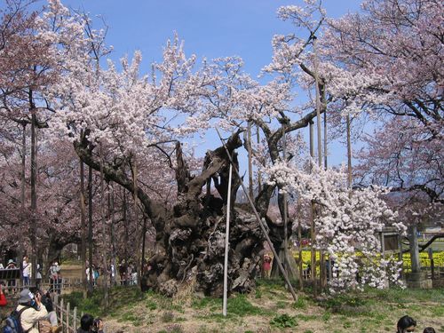 実相寺の神代桜　08.4.5