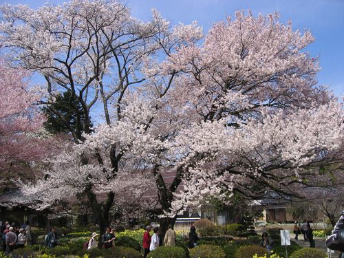 実相寺の境内の桜　08.4.5