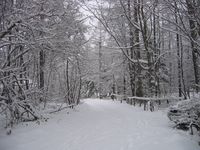 山荘前道路の雪景色　08.1.23