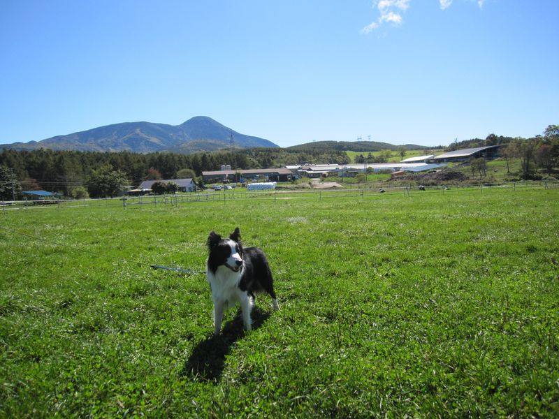 牧場のランディと蓼科山　2010.10.11