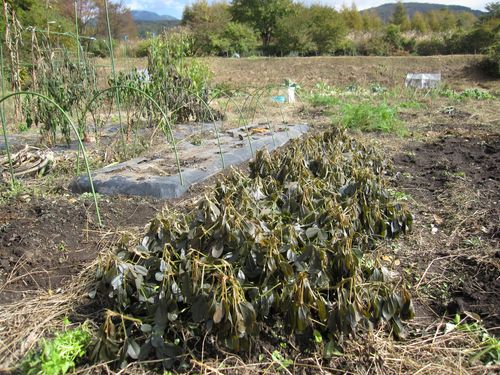 しおれた落花生 2010.10.29