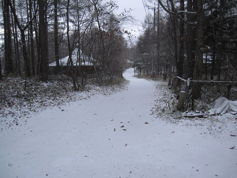 家の前の新雪 2010.11.15.16：36