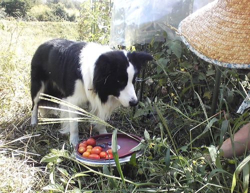 ミニトマトとランディ　2010年9月3日10：44