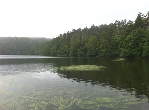 白駒池　2010年8月15日