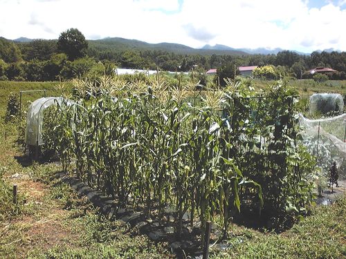 夏の畑／ﾄｳﾓﾛｺｼ､ｴﾝﾄﾞｳ､ｲﾝｹﾞﾝなど　2010年8月5日11：53