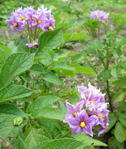 ジャガイモ「インカの目覚め」の花と雨蛙