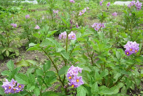 私の畑の「インカの目覚め」　2010年7月9日