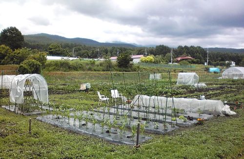 植付けの終わった畑　2010年6月28日午後