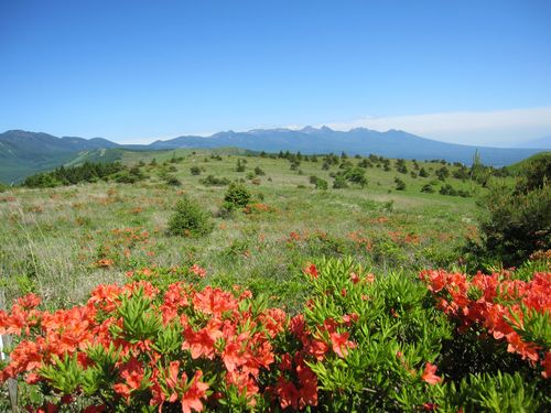 車山のレンゲツツジ、向こうに見えるのは八ヶ岳連峰