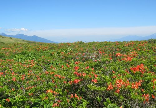 霧ヶ峰のレンゲツツジ　2010年6月24日