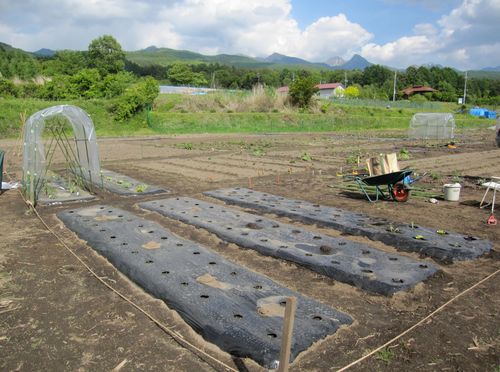 植付け繁忙期の畑　2010年6月4日