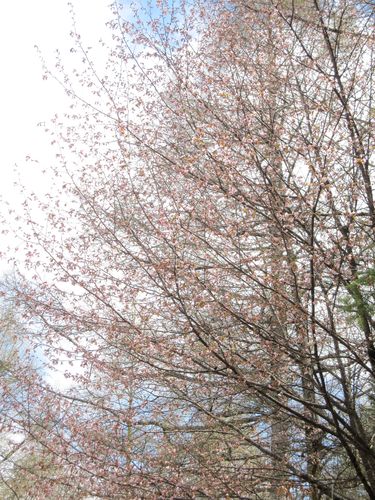 別荘地の山桜　2010年5月14日朝