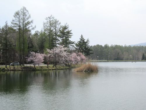 蓼科湖畔の桜　2010年5月5日