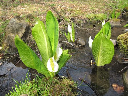 蓼科湖の水芭蕉　2010年5月5日