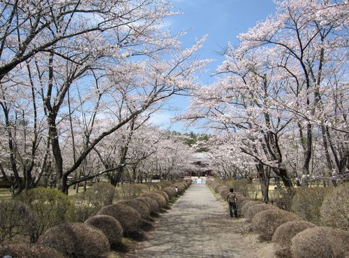 蓼科　聖光寺の桜　2010年5月6日