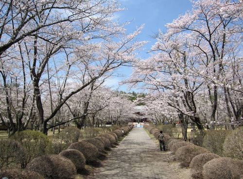 蓼科　聖光寺の桜　2010年5月6日