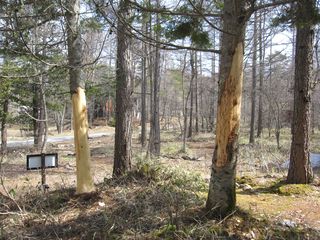 鹿に樹皮を食べられた木々＠我が家の近所の林
