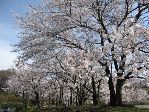 グラウンド脇の桜＠茅野市運動公園　2010.10.21