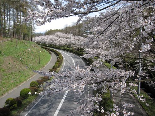 道路沿いの桜＠茅野市運動公園　2010.4.21