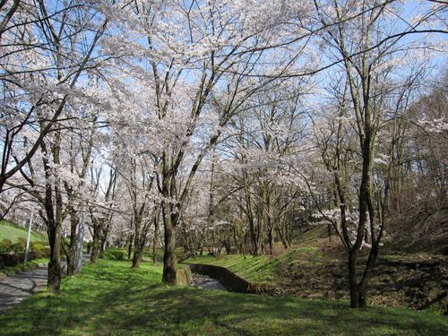 小川沿いの桜＠茅野市運動公園　2010.4.21