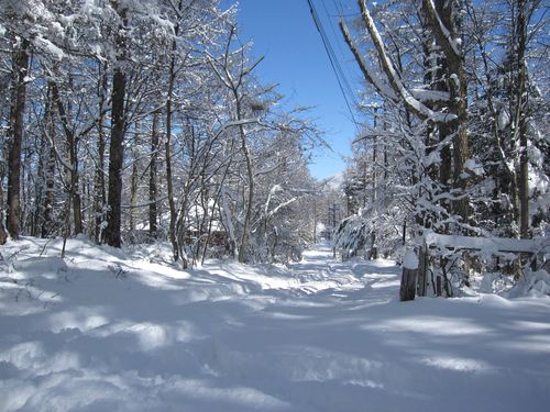 ４月の大雪／我が家の前　2010年4月17日8：32