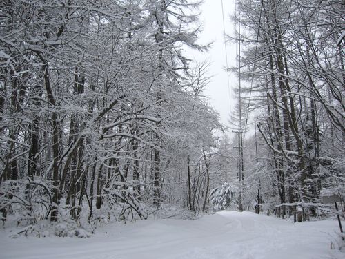 ３月の積雪／山荘前の道路　3月8日朝