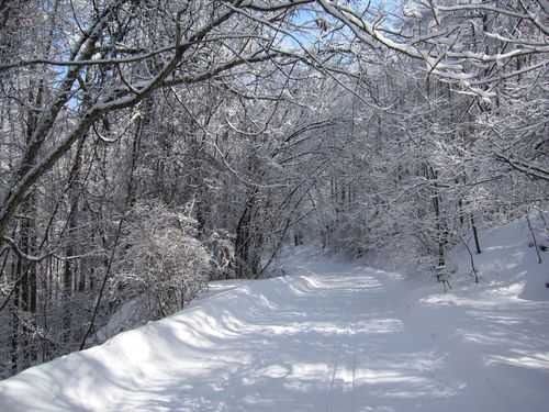 散歩道の樹氷　2010年2月14日10:57