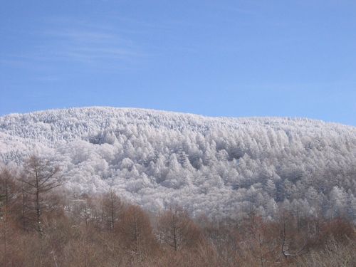 初冬の縞枯山　07.12.19