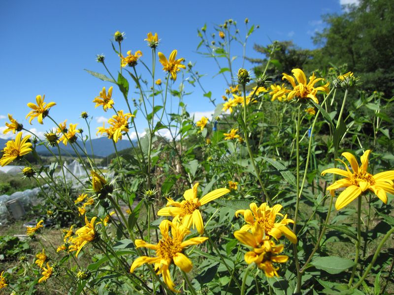 キクイモの花　2010年9月17日