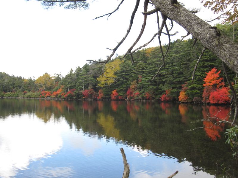 南岸から見た白駒池の紅葉  10.10.6