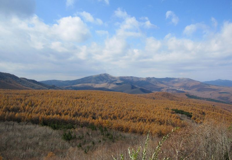 立科町の唐松の森　2010.11.8